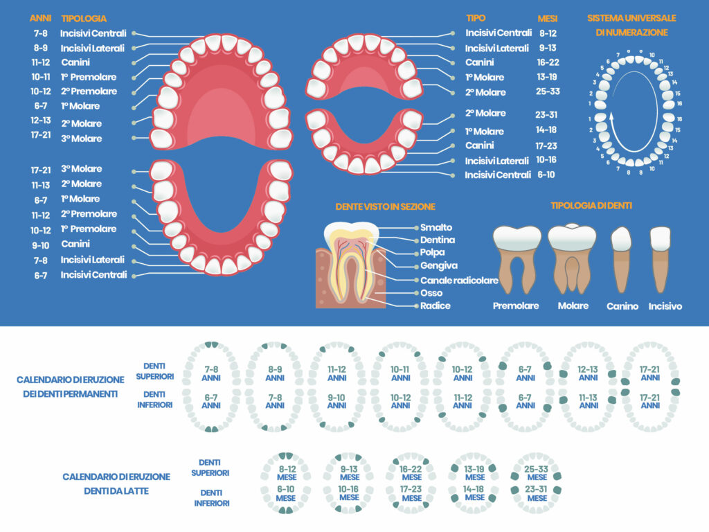 tabella dei denti: quanti sono e quando spuntano