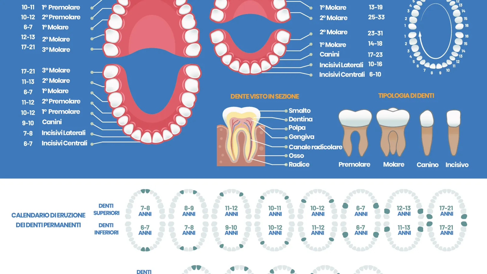 tabella dei denti: quanti sono e quando spuntano