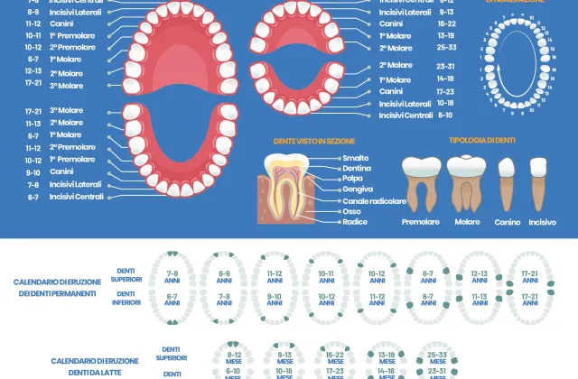 tabella dei denti: quanti sono e quando spuntano
