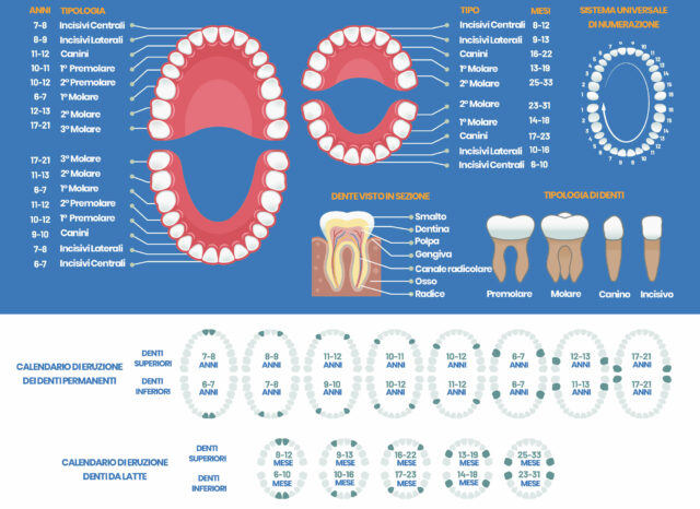 tabella dei denti: quanti sono e quando spuntano